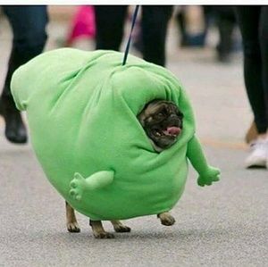 Meet your Posher, Allyson